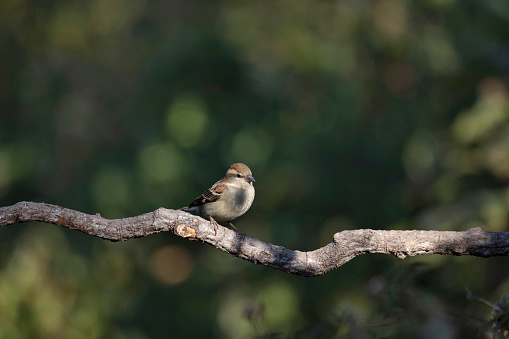 Russet Sparrow, Passer cinnamomeus, Uttarakhand, India