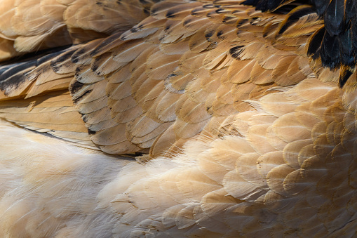 Close up of red chicken or rooster feathers