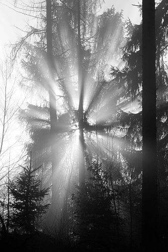 Sunbeams in the dense forest.