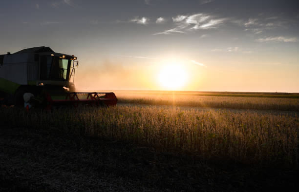 istock Harvesting of soybean field with combine. 1389626614