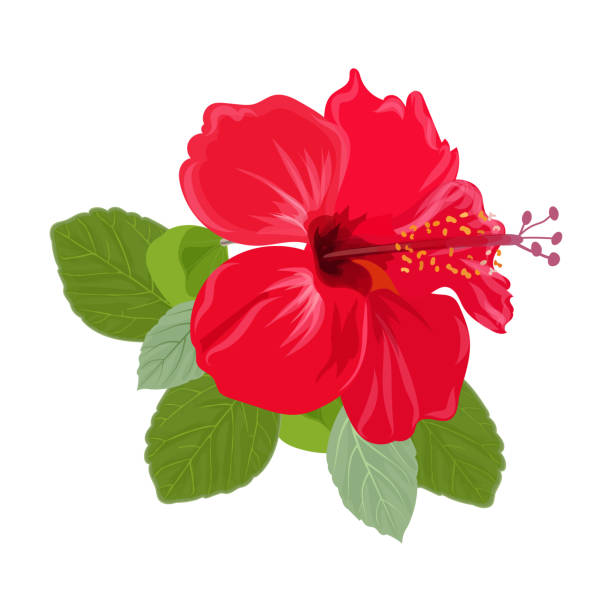 ilustrações, clipart, desenhos animados e ícones de flor vermelha de hibisco com folhas de close-up isoladas na ilustração do vetor de fundo branco. - hibiscus single flower flower red