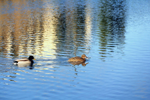 istock Two wild ducks floating in the pond 1389629851
