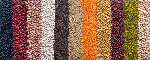Assorted dried legumes in a row lines isolated on white copy space