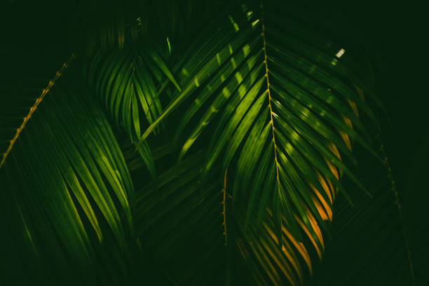 istock Green palm leaf pattern texture abstract background. Copy space for graphic design tropical summer and nature environment concept. 1389630482