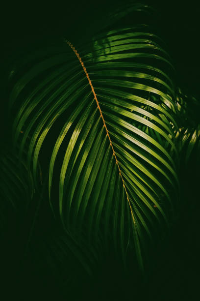 istock Green palm leaf pattern texture abstract background. Copy space for graphic design tropical summer and nature environment concept. 1389630503