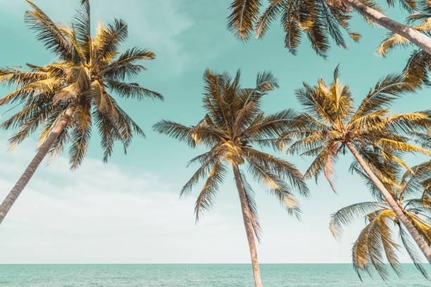 istock Beautiful nature palm tree at tropical beach on blue sky abstract background. Copy space of summer vacation and business travel concept. 1389630515