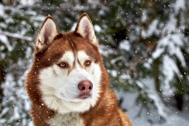 portrait of a beautiful red siberian husky dog in snowfall on the background of the winter snowy coniferous forest - siberian husky imagens e fotografias de stock