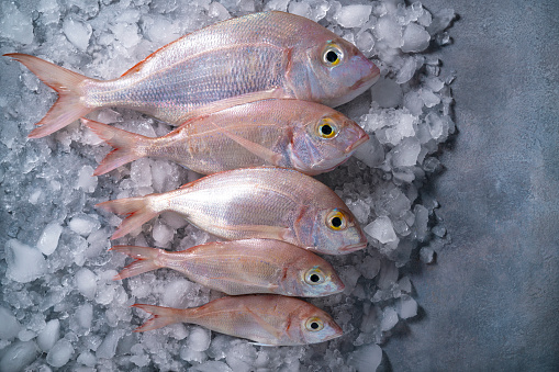 Common Pandora Snapper fish sparidae group in a row on ice cubes on gray background leaving a copy space