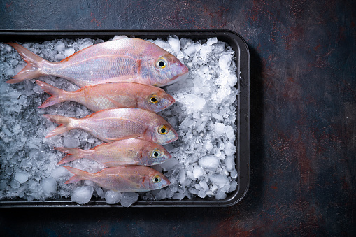 Common Pandora Snapper fish sparidae group in a row in an ice cubes ice tray on gray background