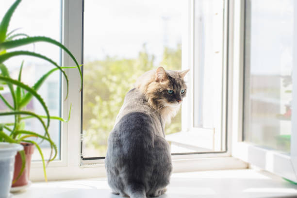 istock Gray trimmed cat sitting on windowsill, indoors and looking back. Funny curious pet, back view 1389631924