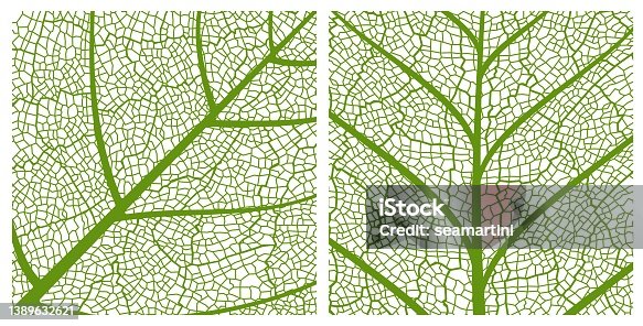 istock Green leaf texture pattern background with veins 1389632621