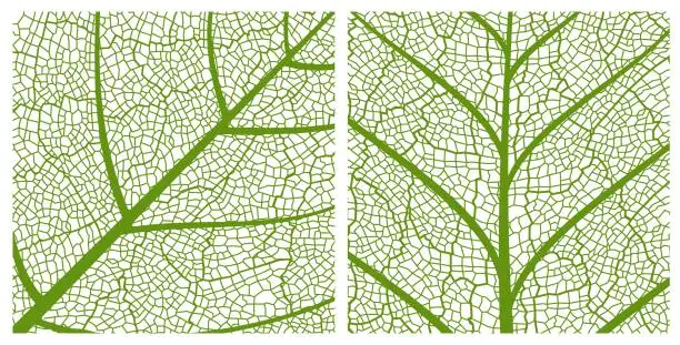 Vector illustration of Green leaf texture pattern background with veins