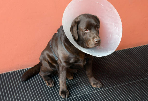 istock Dejected brown Labrador retriever dog wearing a cone collar 1389632894