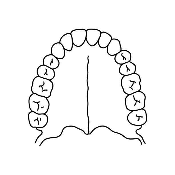 ilustrações de stock, clip art, desenhos animados e ícones de human primary teeth. - human teeth dental hygiene anatomy diagram