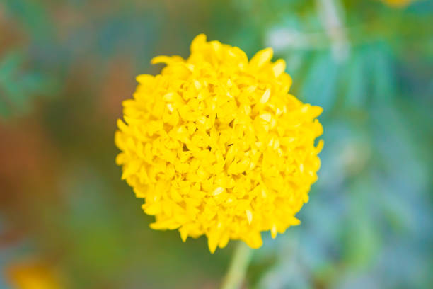 Beautifully blooming yellow marigolds with blurred background.Out focus