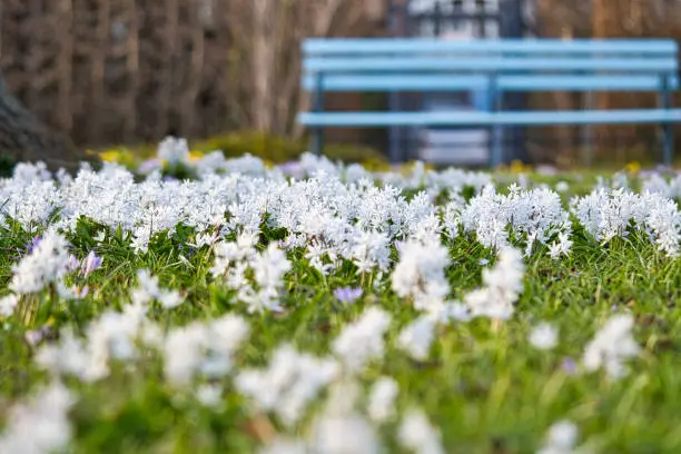 Star hyacinths are early bloomers that herald spring. White field of flowers in the park in front of a bench. They bloom at Easter time. The flower can be found in parks, forests and gardens.