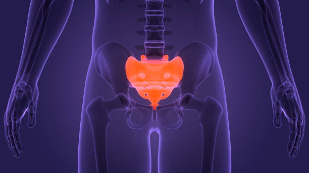 istock Spinal Cord Vertebral Column Sacrum of Human Skeleton System Anatomy 1389636568