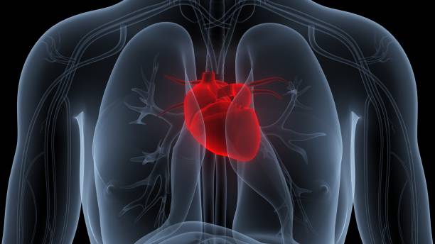 istock Human Circulatory System Heart Anatomy 1389636643