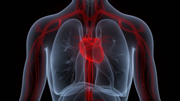 istock Human Circulatory System Heart Anatomy 1389636651