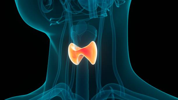 istock Human Body Glands Thyroid Gland Anatomy 1389636658