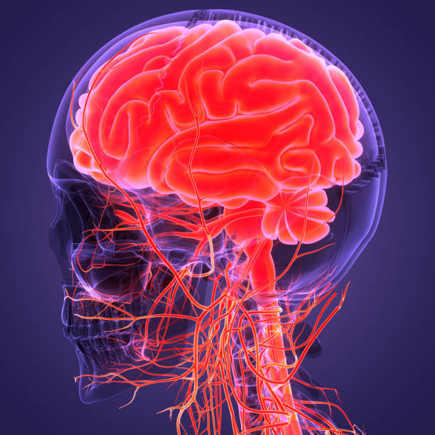 istock Central Organ of Human Nervous System Brain Anatomy 1389636672