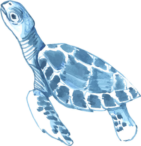 istock Watercolor hand drawn, sea turtle isolated on white background. Nautical blue underwater design elements. 1389637612