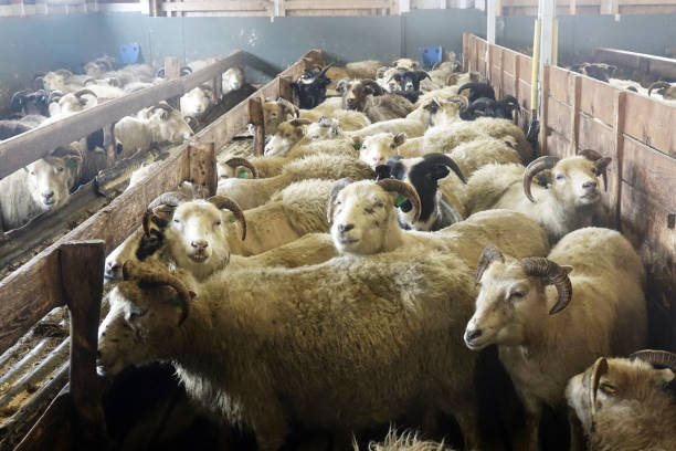 istock Sheep farm in wintertime in Iceland 1389640041
