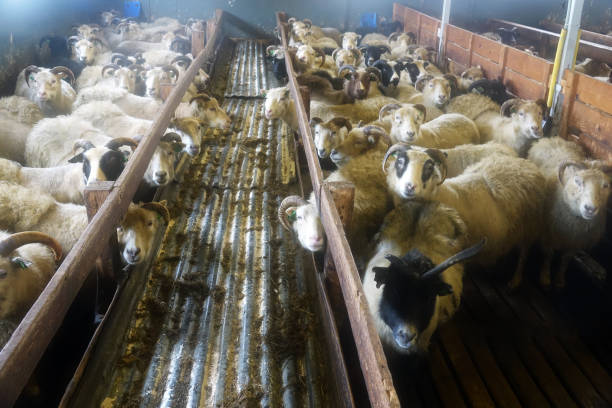 istock Sheep farm in wintertime in Iceland 1389640053