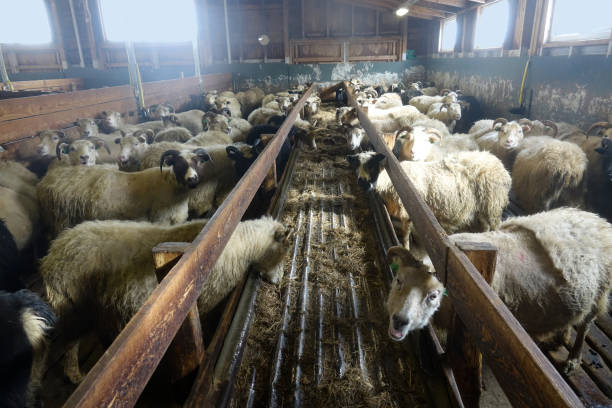 istock Sheep farm in wintertime in Iceland 1389640054