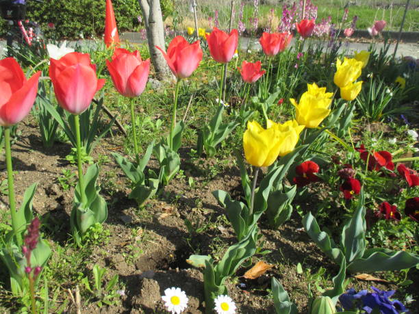 istock Colorful tulips that bloomed beautifully in the spring flowerbed 1389640161