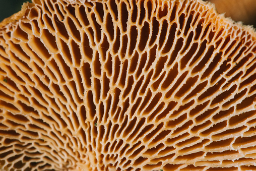 Mycelium of Polyporus squamosus