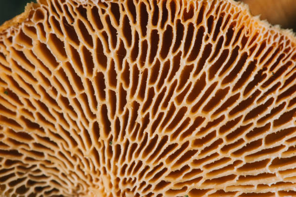Mycelium of Polyporus squamosus Mycelium of Polyporus squamosus mycology photos stock pictures, royalty-free photos & images