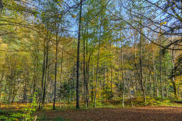 Forest in autumn in Adygea, Russia