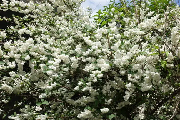 Abundant double white flowers of Deutzia in June