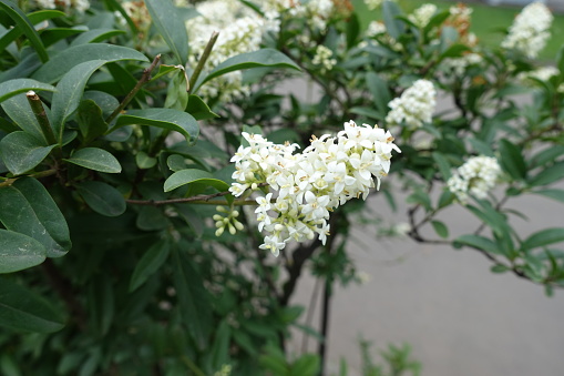 Branch of wild privet whit panicle of white flowers in June