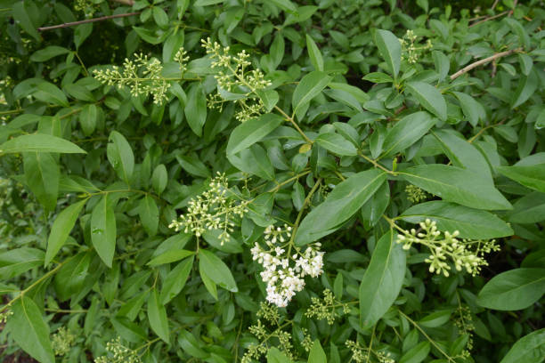 Closed buds and white flowers of wild privet in May Closed buds and white flowers of wild privet in May privet stock pictures, royalty-free photos & images