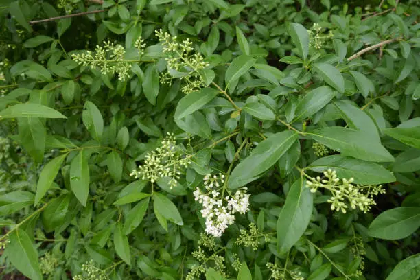 Closed buds and white flowers of wild privet in May