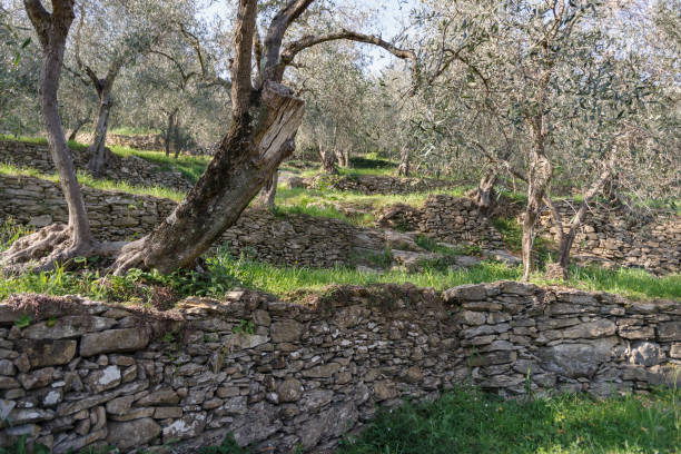 istock Natural stone walls at an olive grove 1389643950