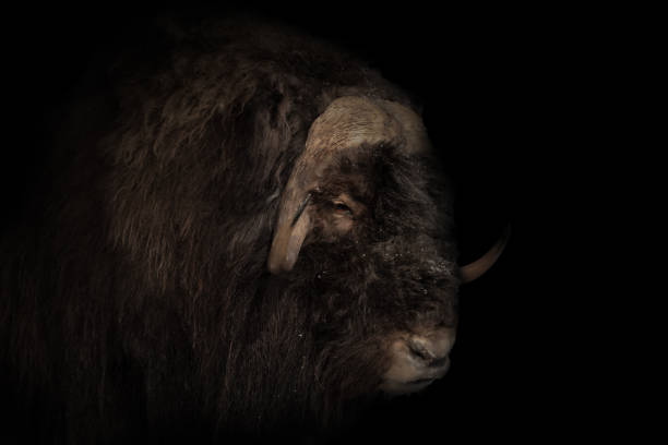 istock Musk ox with black background 1389646066