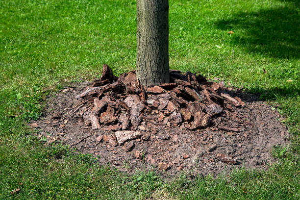 mulch com casca de árvore empilhado em torno de um tronco de árvore em um jardim com um gramado verde iluminado pela luz do sol, cuidado ambiental de perto. - humus soil - fotografias e filmes do acervo