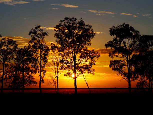 istock Narrabri puts on a show every morning 1389647396