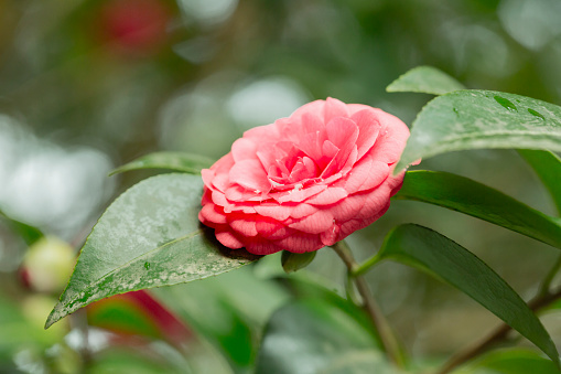 Middlemist Camelia-The rare plant, brought to Britain from China, Camellia of rare pink color, spring floral background