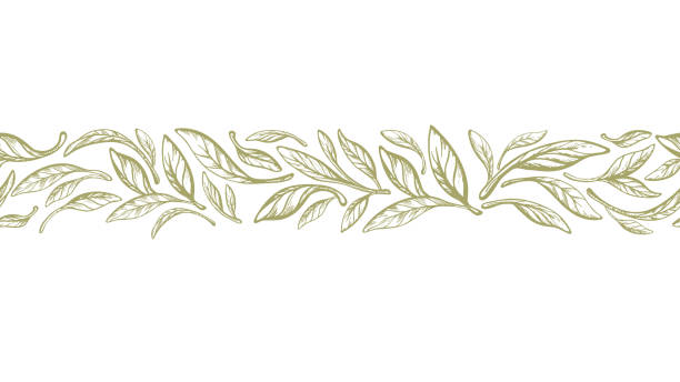 Leaves border. Olive, laurel greek seamless print Leaves border. Olive, laurel greek seamless print. Vintage vector foliage on white background. Hand drawn ethnic background frieze stock illustrations