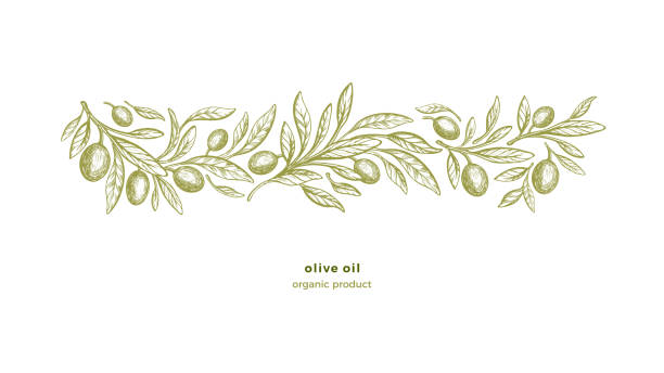 olivenbaumbordüre, druck bio öl vintage gravur - olive olive tree olive branch food stock-grafiken, -clipart, -cartoons und -symbole
