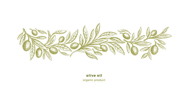 Olive tree border, print Bio oil Vintage engraving Olive border. Bio oil. Vintage engraving. Vector tree, texture leaves on white background. Horizontal mediterranean band Olive Tree stock illustrations