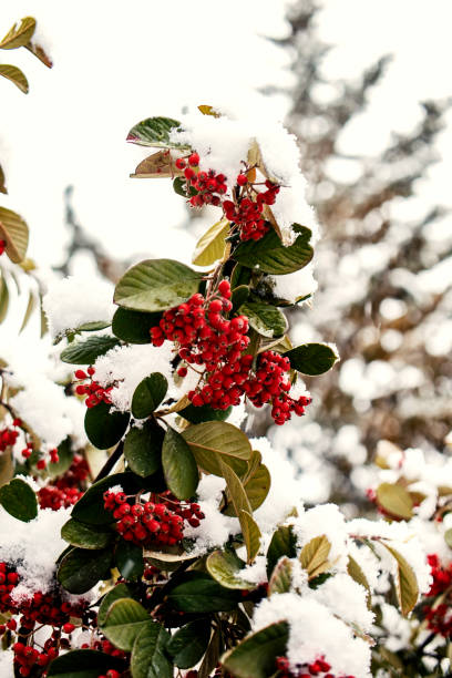 red round berries on the snowed bush stock photo