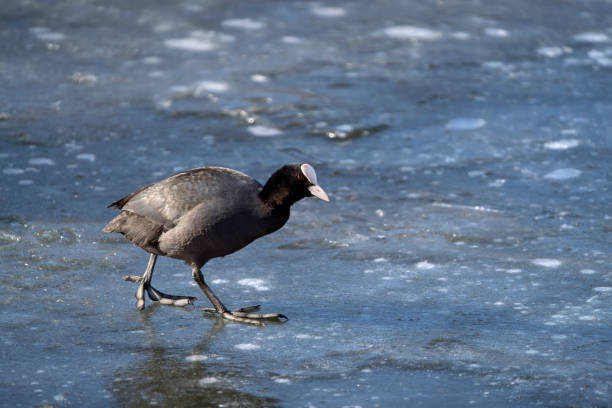 Eurasian coot walking on ice at Smestaddammen lake in Oslo
