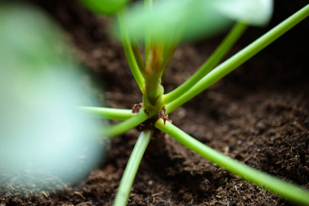 istock Macro photography of plant's stem 1389651883
