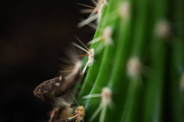 Macro photography of plants and plant parts - cactus spikes