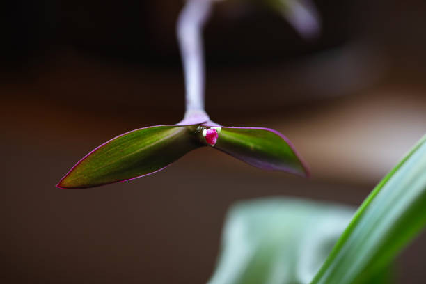Macro photography of plants and plant parts - Purple hearts flower